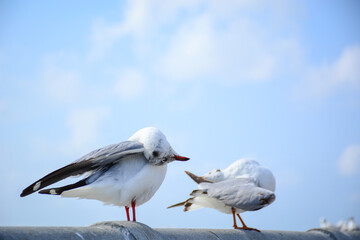 seagull on a sky