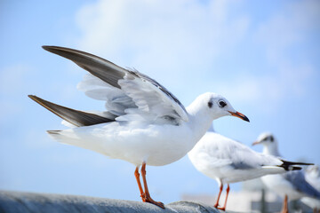Fototapeta premium seagull in flight