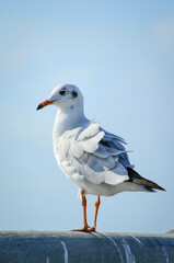 seagull on the beach