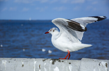 seagull on the pier