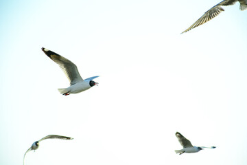 seagull in flight