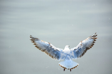 seagull in flight