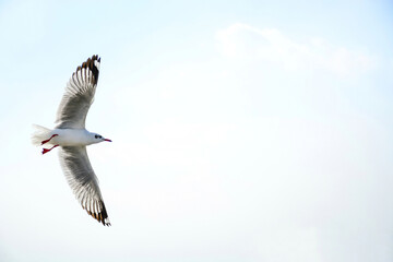 seagull in flight