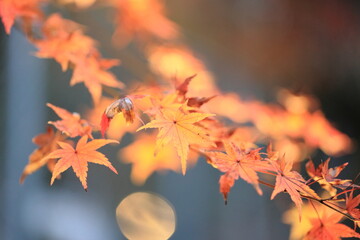 autumn leaves