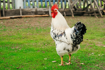 A rooster in the house, household. Animal husbandry. Poultry farming. Village life. Subsistence farming
