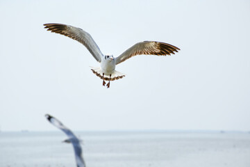 seagull in flight