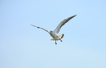 seagull in the sky