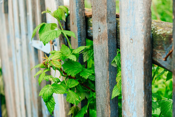 Fototapeta premium Wooden fence. An old wooden fence. The background of a wooden fence and