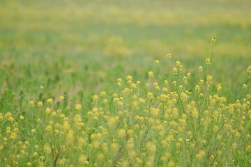yellow flowers of colza on a green background. copy space. fodder agriculture