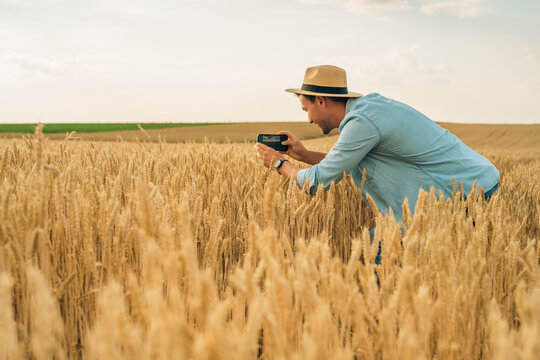 Happy farmer photographing crops with phone while standing in his growing  wheat  field.