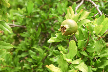 Unripe green pomegranate on the tree