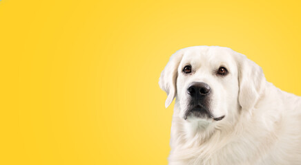 Portrait of adult golden retriever dog isolated on yellow studio background, looking at camera, panorama with free space