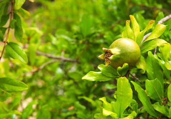 Unripe green pomegranate on the tree