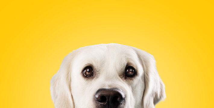 Pretty golden retriever dog with big dark eyes peeking and looking at camera over yellow studio background, copy space