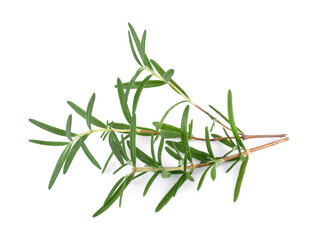 Rosemary isolated on white background