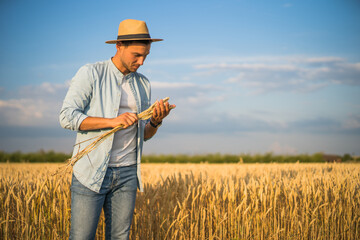 Naklejka na ściany i meble Farmer is standing in his growing wheat field and examining crops after sowing.