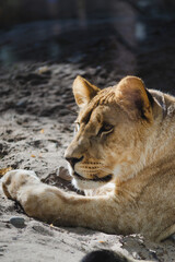 portrait of a lioness