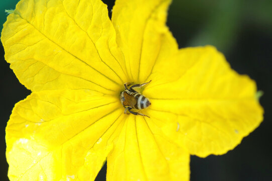 キュウリ Images Browse 14 925 Stock Photos Vectors And Video Adobe Stock