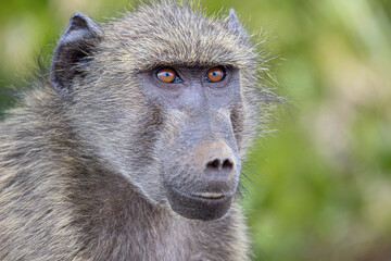 Chacma Baboon, Kruger National Park, South Africa