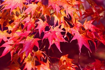 Momiji autumn - maple tree leaves. Vintage filter Japanese autumn leaves. Autumn colors.