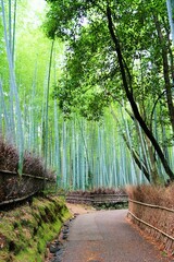 京都・嵯峨野の竹林