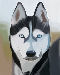 drawing of a serious husky
