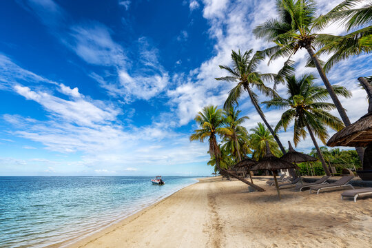 Palm trees in beautiful beach in tropical resort in Paradise island.