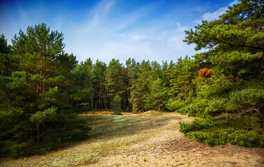 Fototapeta na wymiar sandy glade in the coniferous forest of the Curonian Spit National Park