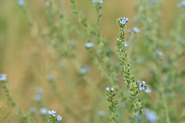 forget-me-not flower on green background. copy space. concept