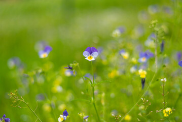 Obraz na płótnie Canvas Violet flowers on mountain meadow on summer day