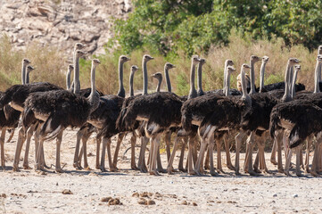 Telephoto shot of a giant group of Ostriches crossing a dirt road, somewhere in Namibia.