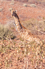 Closeup of Angolan Giraffe - Giraffa giraffa angolensis- head sticking out from the bushes of the Namibian desert.