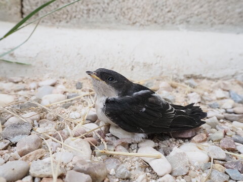 Pollito de avi&oacute;n com&uacute;n