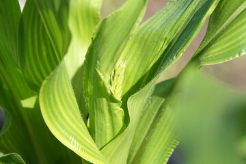 Fototapeta premium トウモロコシ 成長中 家庭菜園 6月