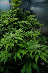 Fototapeta na wymiar Cannabis Week 2 of Flower