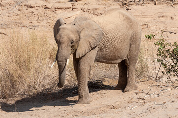 Impression of an African Desert Elephant - Loxodonta Africana- wandering in the desert in North Western Namibia.