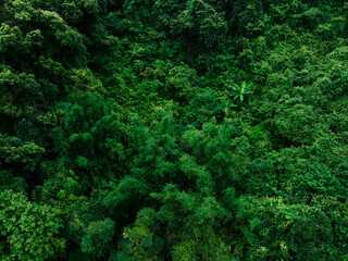 Fototapeta premium Aerial view of beautiful forest mountain landscape