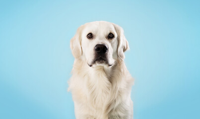 Portrait of healthy labrador dog looking at camera isolated over blue studio background, copy space, banner