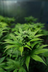Cannabis Week 2 of Flower