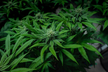 Cannabis Week 2 of Flower