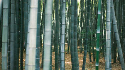 Bamboo Grove. High Stems of Green Bamboo Growing in Exotic Forest. The camera moves among dense...