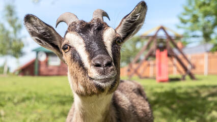 Head of a piebal horned goat in the pasture. Animal nose close-up, selective focus. Goat looking at the camera.