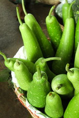 bottle guard stock on shop for sell