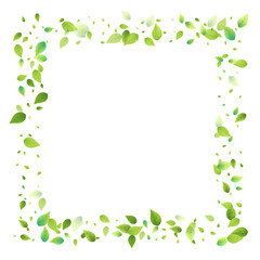 Leaves Green Falling Flying Foliage Leaf Tea Mint