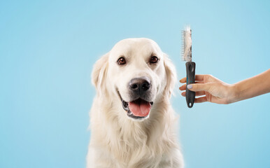 Calm labrador dog on grooming procedure, woman holding comb with wool, golden retriever sitting...