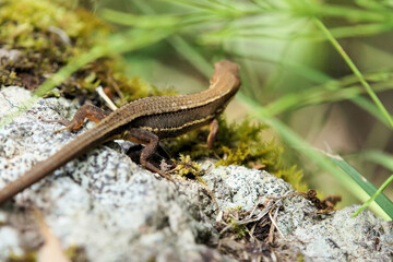 カナヘビの後ろ姿　背中　5月