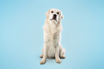 Cute labrador retriever dog sitting isolated on blue studio background, playing and looking away, copy space