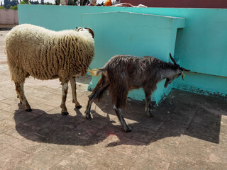 Black goat and a sheep on the roof