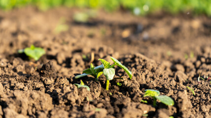 Young green plant in nature on soil background. Earth environment concept. Guardian of nature