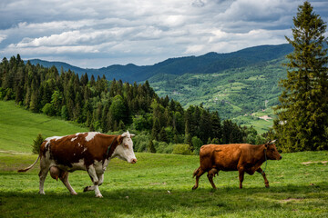 Happy cows grazing on green grass in Pieniny Mountains Park, Poland
